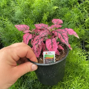 Polka Dot Plant Live Plant – Pink Hypoestes phyllostachya – 4.5