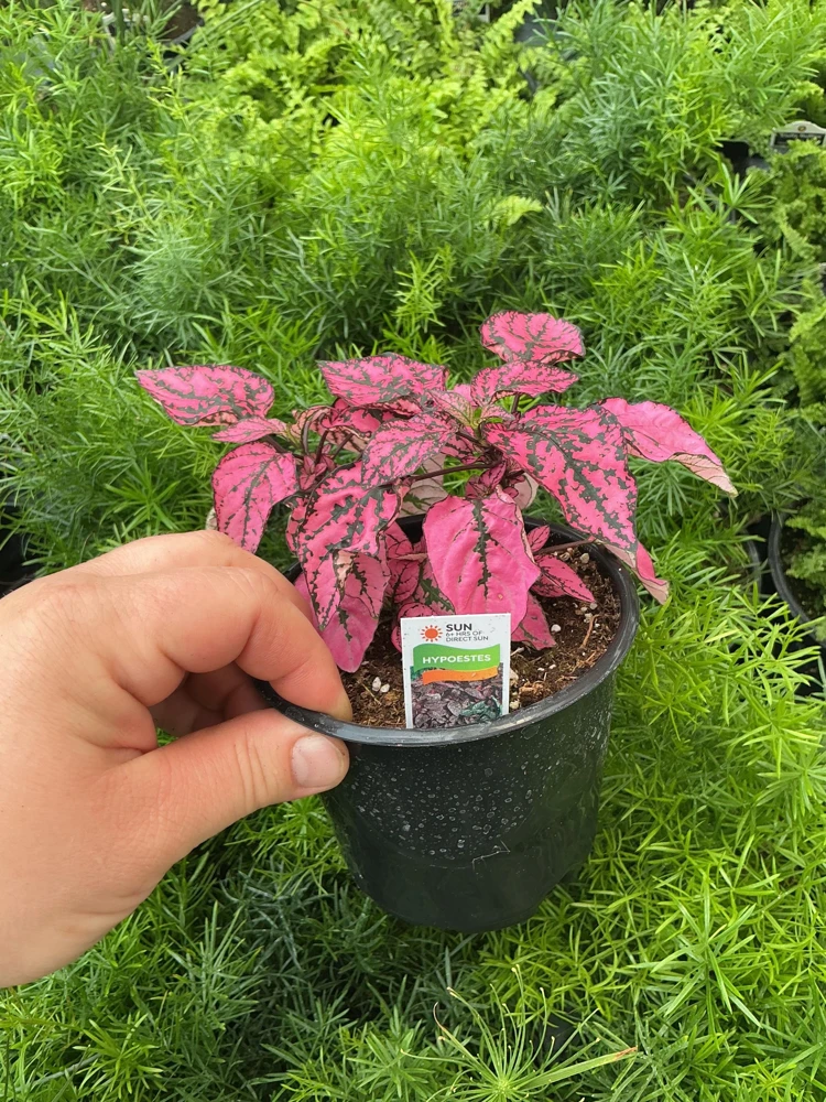 Polka Dot Plant Live Plant – Pink Hypoestes phyllostachya – 4.5" Pot – Indoor - Image 4