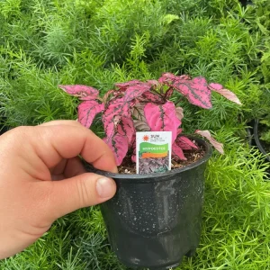 Polka Dot Plant Live Plant – Pink Hypoestes phyllostachya – 4.5