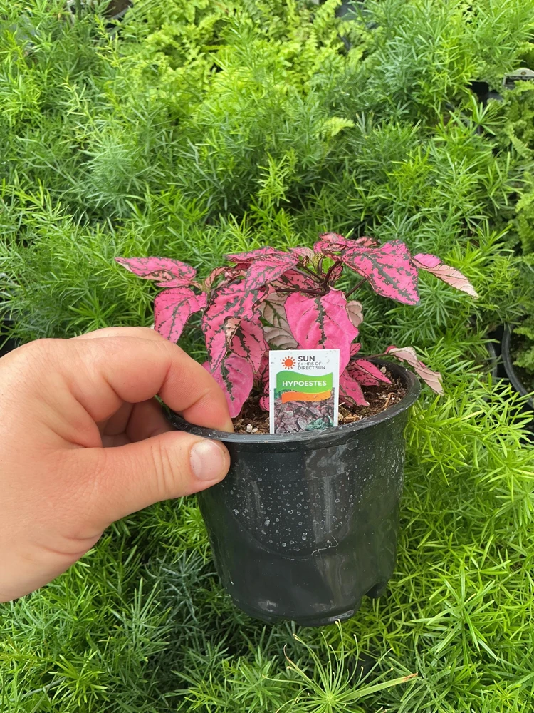 Polka Dot Plant Live Plant – Pink Hypoestes phyllostachya – 4.5" Pot – Indoor - Image 5
