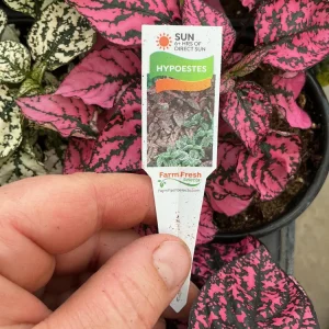 Polka Dot Plant Live Plant – Pink Hypoestes phyllostachya – 4.5