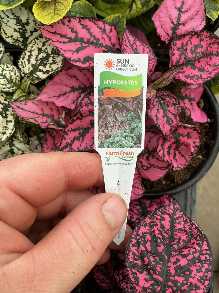 Polka Dot Plant Live Plant – Pink Hypoestes phyllostachya – 4.5" Pot – Indoor - Image 6