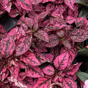 Polka Dot Plant Live Plant – Pink Hypoestes phyllostachya – 4.5