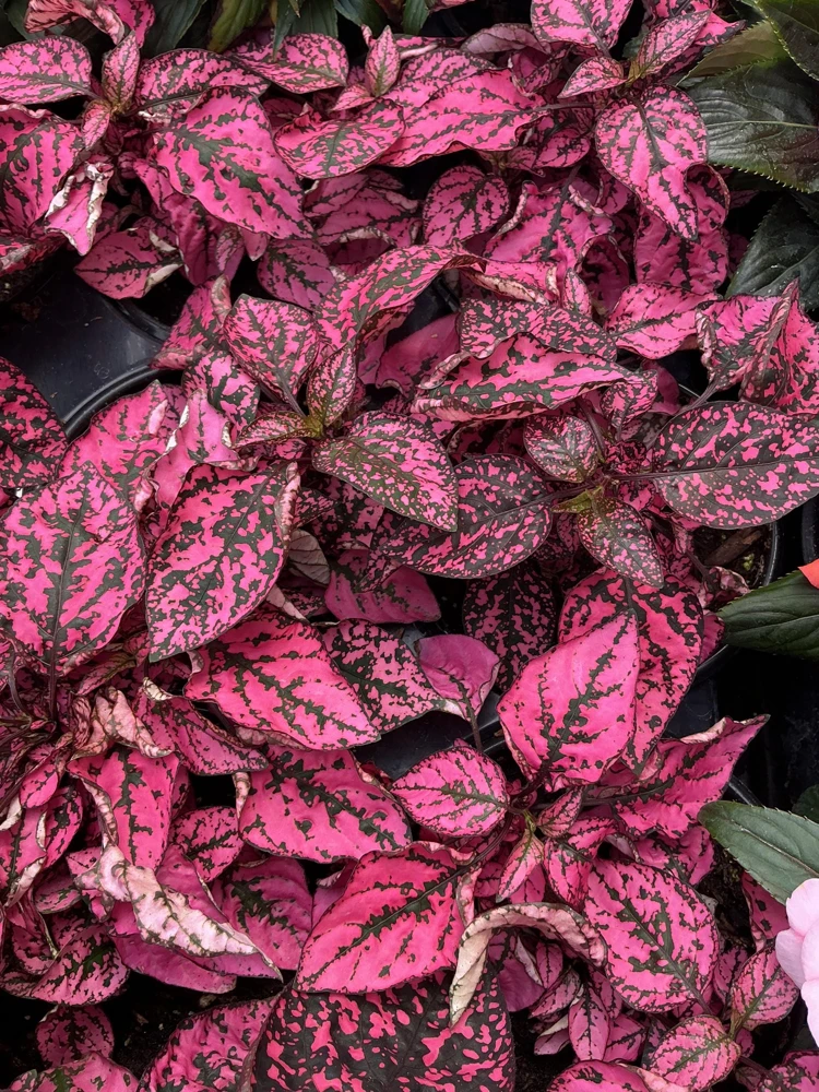 Polka Dot Plant Live Plant – Pink Hypoestes phyllostachya – 4.5" Pot – Indoor - Image 8