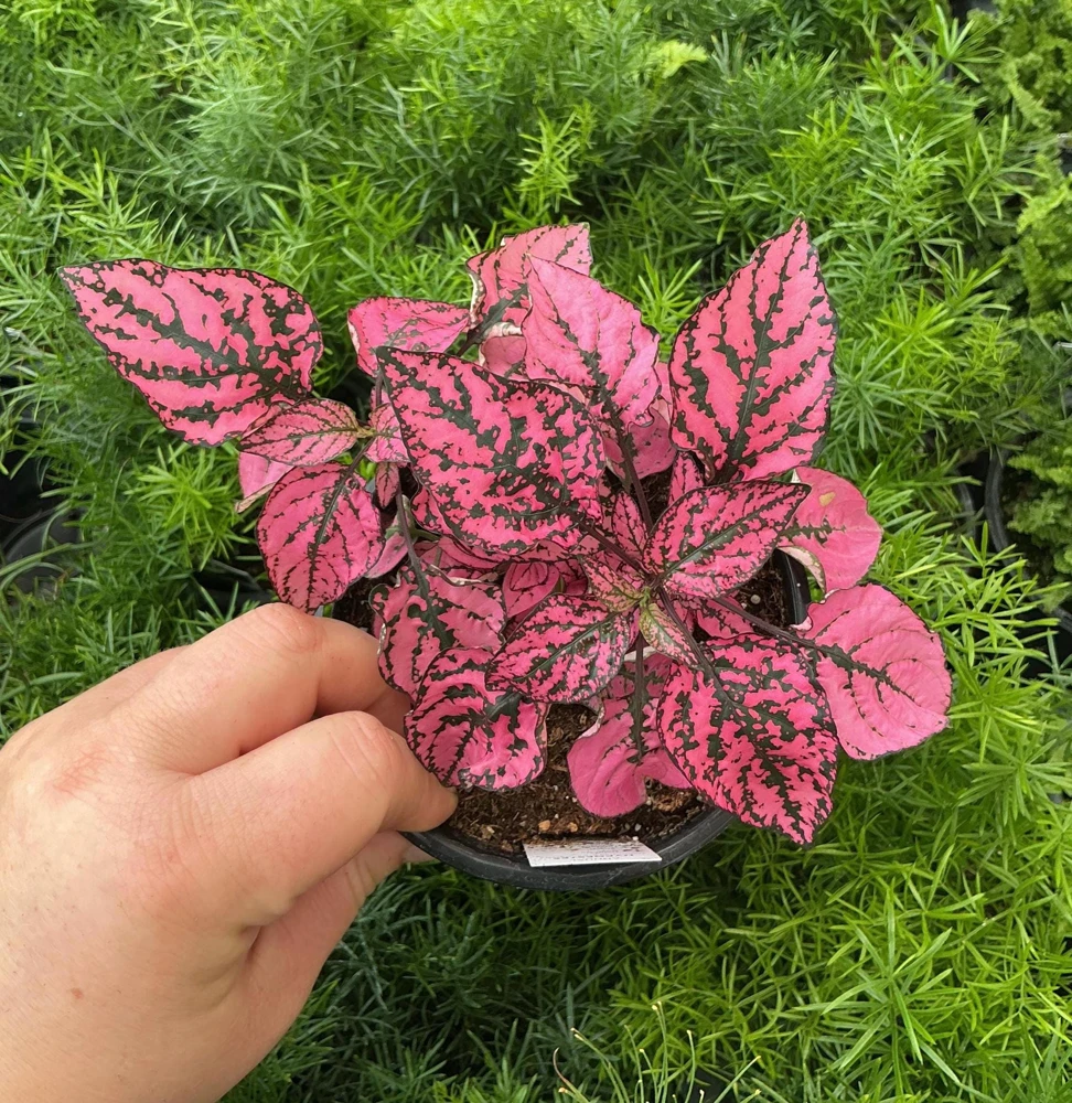 Polka Dot Plant Live Plant – Pink Hypoestes phyllostachya – 4.5" Pot – Indoor - Image 1