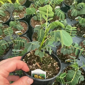 Popcorn Plant Live – Cassia didymobotrya – 4.5 inch Pot – Indoor/Outdoor - Image 10