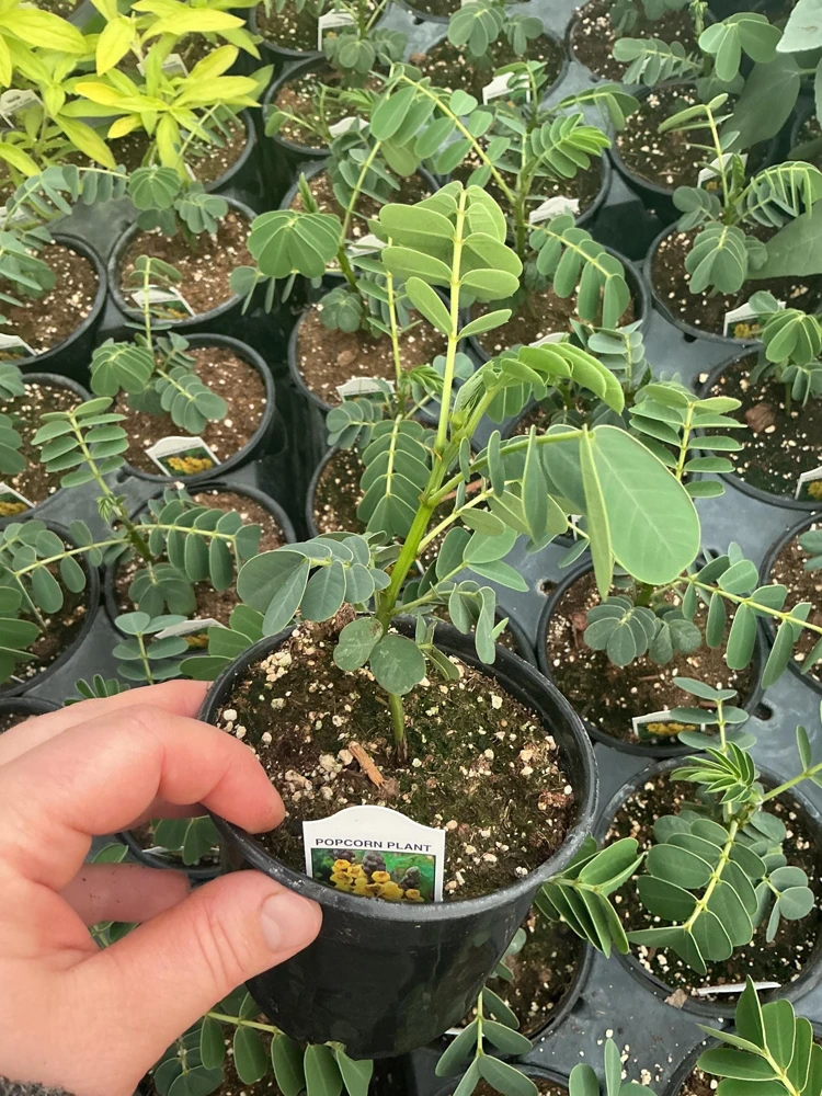 Popcorn Plant Live – Cassia didymobotrya – 4.5 inch Pot – Indoor/Outdoor - Image 10