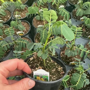 Popcorn Plant Live – Cassia didymobotrya – 4.5 inch Pot – Indoor/Outdoor - Image 11