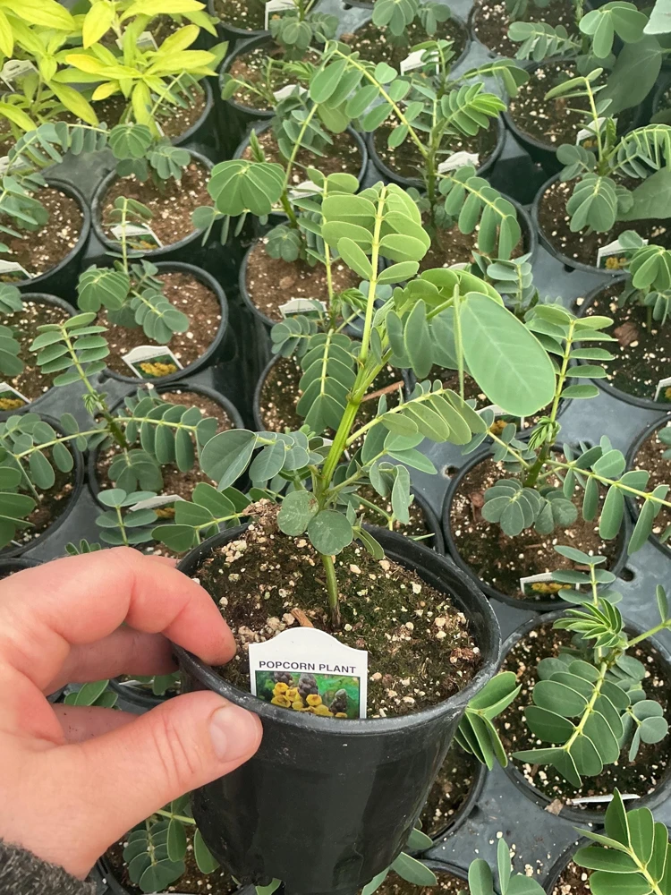 Popcorn Plant Live – Cassia didymobotrya – 4.5 inch Pot – Indoor/Outdoor - Image 11