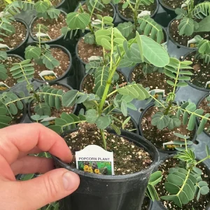 Popcorn Plant Live – Cassia didymobotrya – 4.5 inch Pot – Indoor/Outdoor - Image 12