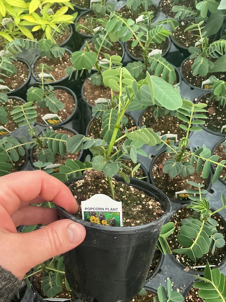 Popcorn Plant Live – Cassia didymobotrya – 4.5 inch Pot – Indoor/Outdoor - Image 12