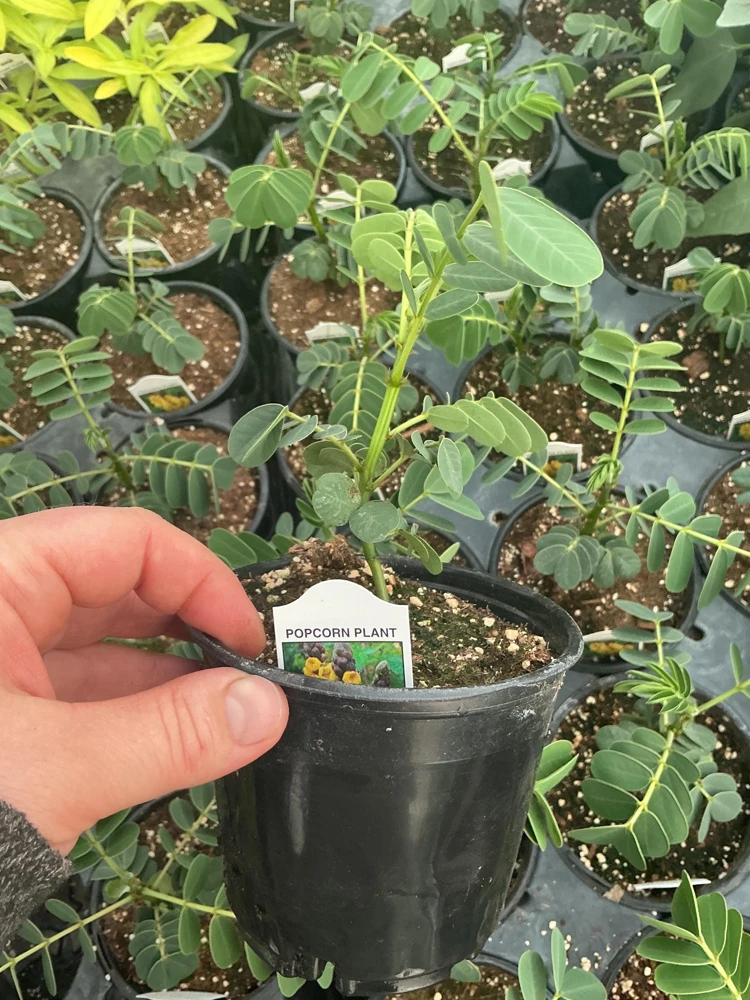Popcorn Plant Live – Cassia didymobotrya – 4.5 inch Pot – Indoor/Outdoor - Image 13