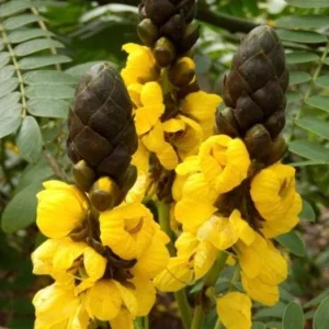 Popcorn Plant Live – Cassia didymobotrya – 4.5 inch Pot – Indoor/Outdoor - Image 2