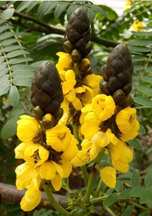Popcorn Plant Live – Cassia didymobotrya – 4.5 inch Pot – Indoor/Outdoor - Image 2