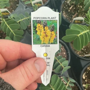 Popcorn Plant Live – Cassia didymobotrya – 4.5 inch Pot – Indoor/Outdoor - Image 3