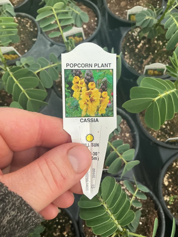 Popcorn Plant Live – Cassia didymobotrya – 4.5 inch Pot – Indoor/Outdoor - Image 3