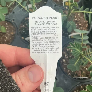 Popcorn Plant Live – Cassia didymobotrya – 4.5 inch Pot – Indoor/Outdoor - Image 4