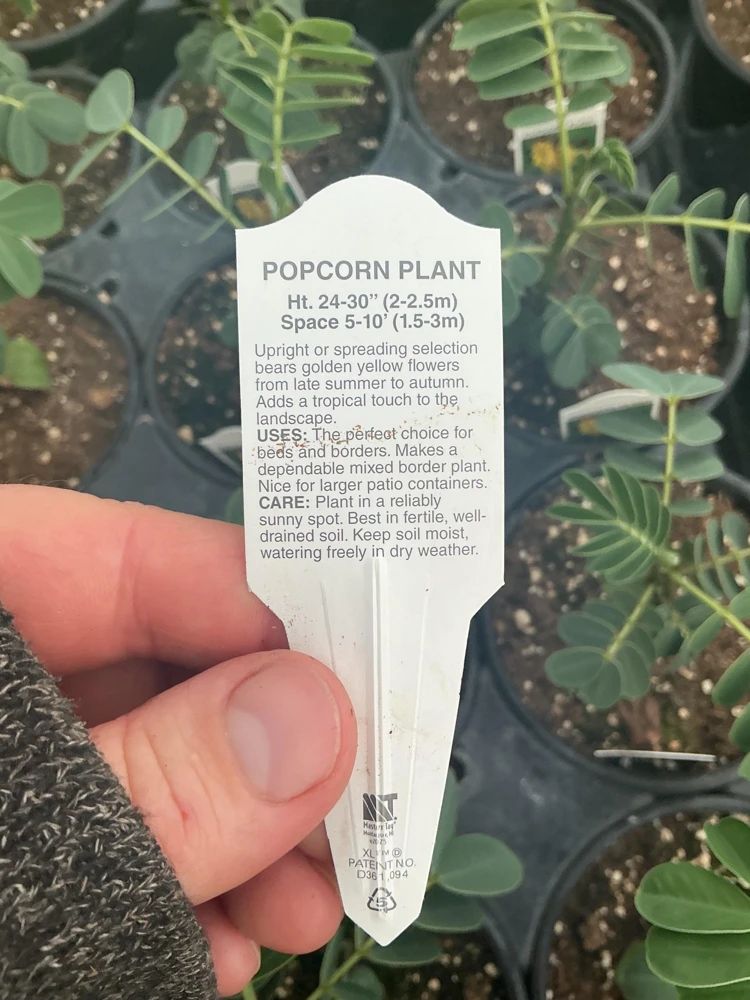 Popcorn Plant Live – Cassia didymobotrya – 4.5 inch Pot – Indoor/Outdoor - Image 4