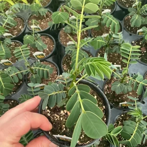 Popcorn Plant Live – Cassia didymobotrya – 4.5 inch Pot – Indoor/Outdoor - Image 5