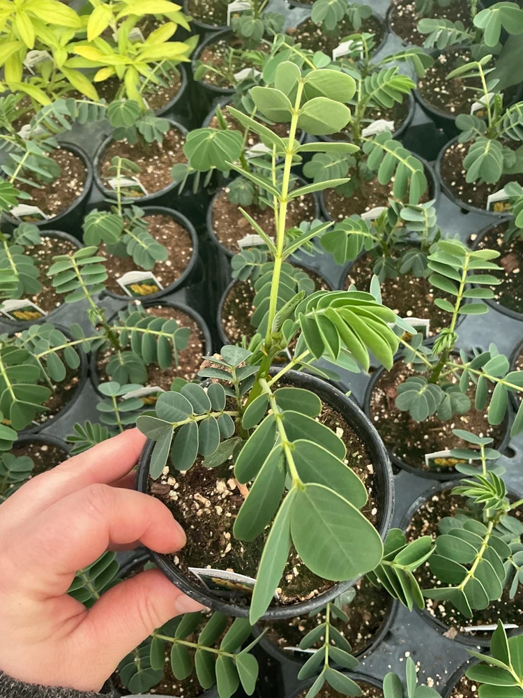 Popcorn Plant Live – Cassia didymobotrya – 4.5 inch Pot – Indoor/Outdoor - Image 5