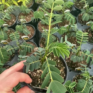 Popcorn Plant Live – Cassia didymobotrya – 4.5 inch Pot – Indoor/Outdoor - Image 6