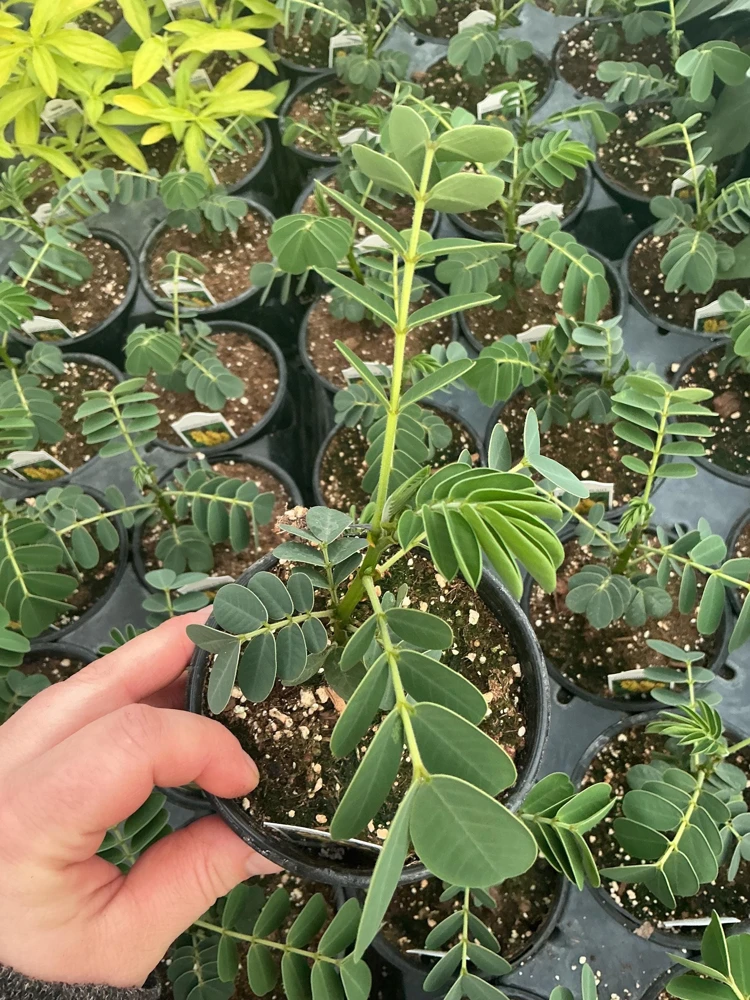Popcorn Plant Live – Cassia didymobotrya – 4.5 inch Pot – Indoor/Outdoor - Image 6