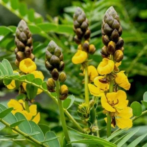 Popcorn Plant Live – Cassia didymobotrya – 4.5 inch Pot – Indoor/Outdoor - Image 1