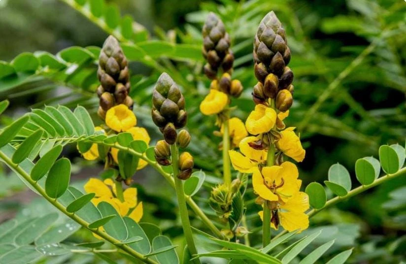 Popcorn Plant Live – Cassia didymobotrya – 4.5 inch Pot – Indoor/Outdoor - Image 1