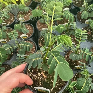 Popcorn Plant Live – Cassia didymobotrya – 4.5 inch Pot – Indoor/Outdoor - Image 7