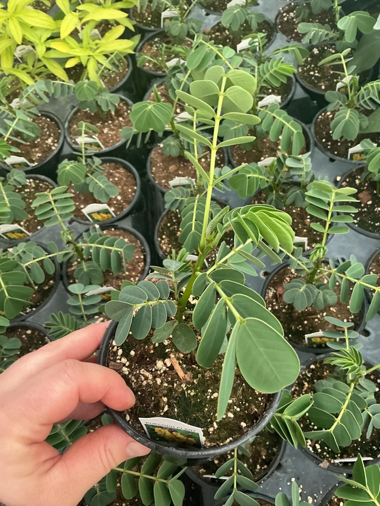 Popcorn Plant Live – Cassia didymobotrya – 4.5 inch Pot – Indoor/Outdoor - Image 7