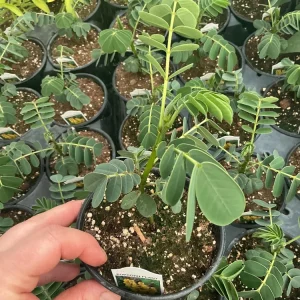 Popcorn Plant Live – Cassia didymobotrya – 4.5 inch Pot – Indoor/Outdoor - Image 8