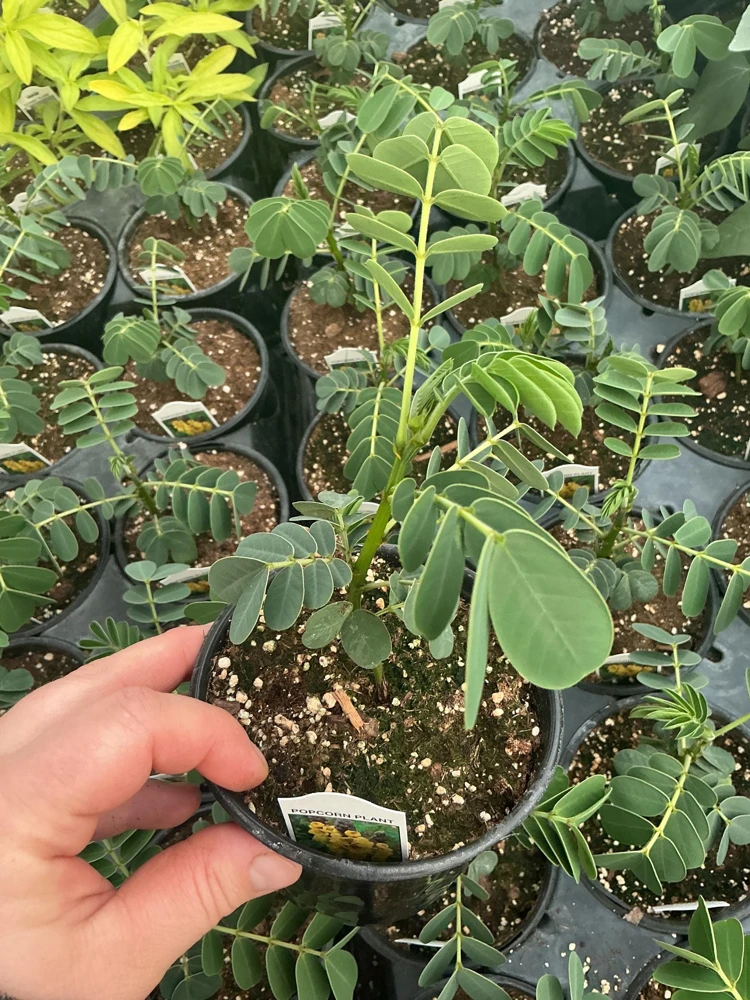 Popcorn Plant Live – Cassia didymobotrya – 4.5 inch Pot – Indoor/Outdoor - Image 8