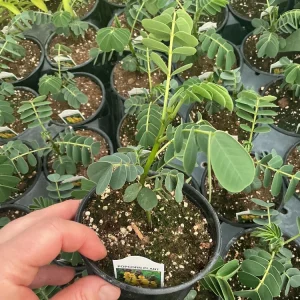 Popcorn Plant Live – Cassia didymobotrya – 4.5 inch Pot – Indoor/Outdoor - Image 9