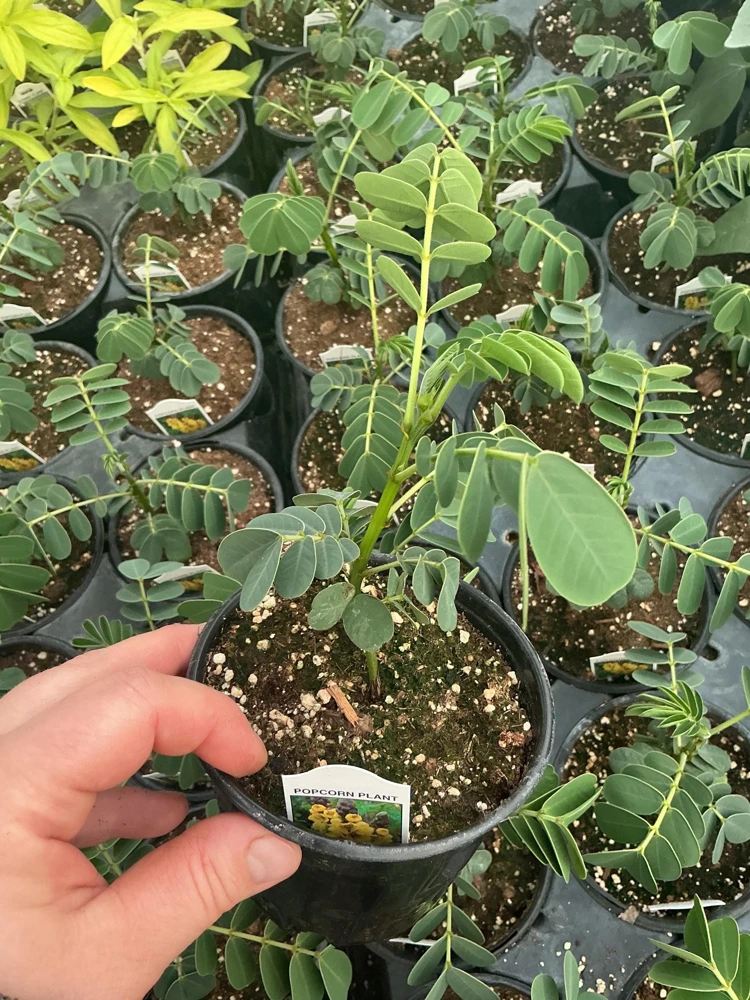 Popcorn Plant Live – Cassia didymobotrya – 4.5 inch Pot – Indoor/Outdoor - Image 9