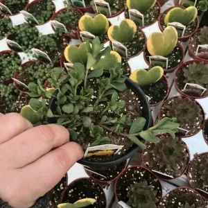 Portulaca Seaglass Lemon Twist Live Plant - 4.5 inch Pot - Outdoor Succulent - Image 2