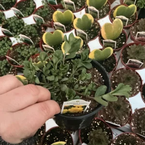Portulaca Seaglass Lemon Twist Live Plant - 4.5 inch Pot - Outdoor Succulent - Image 3