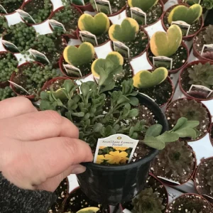 Portulaca Seaglass Lemon Twist Live Plant - 4.5 inch Pot - Outdoor Succulent - Image 4