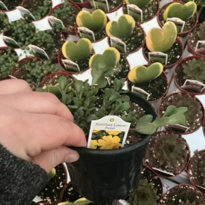 Portulaca Seaglass Lemon Twist Live Plant - 4.5 inch Pot - Outdoor Succulent - Image 5