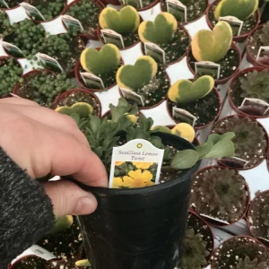 Portulaca Seaglass Lemon Twist Live Plant - 4.5 inch Pot - Outdoor Succulent - Image 6
