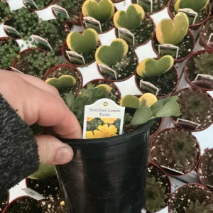 Portulaca Seaglass Lemon Twist Live Plant - 4.5 inch Pot - Outdoor Succulent - Image 7