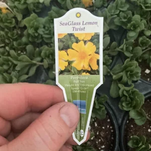 Portulaca Seaglass Lemon Twist Live Plant - 4.5 inch Pot - Outdoor Succulent - Image 8