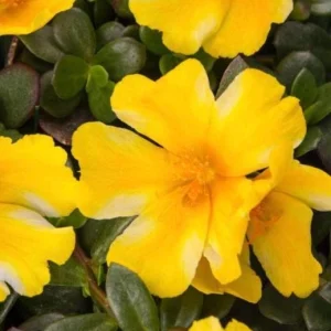 Portulaca Seaglass Lemon Twist Live Plant - 4.5 inch Pot - Outdoor Succulent - Image 1