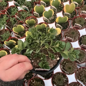 Portulaca 'Seaglass Pink Lady' Live Plant – 4.5 inch Pot – Outdoor Annual - Image 2