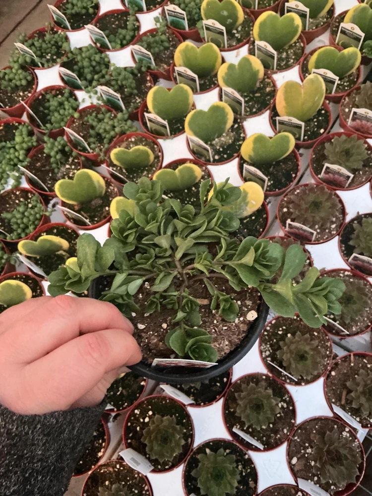Portulaca 'Seaglass Pink Lady' Live Plant – 4.5 inch Pot – Outdoor Annual - Image 2