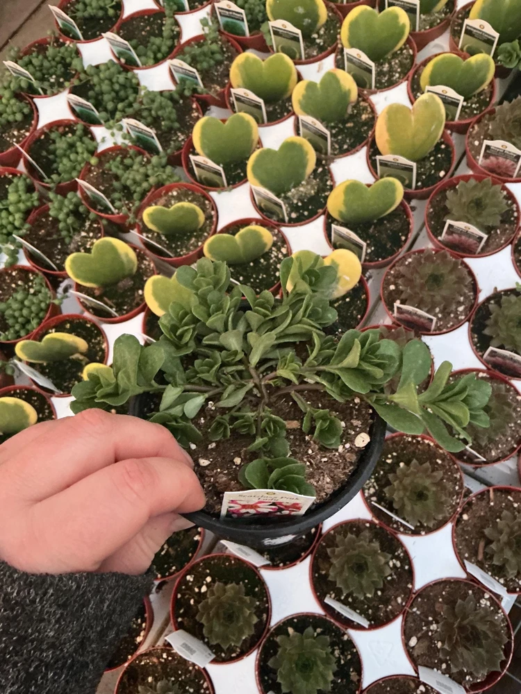 Portulaca 'Seaglass Pink Lady' Live Plant – 4.5 inch Pot – Outdoor Annual - Image 3