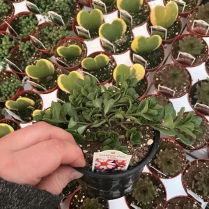 Portulaca 'Seaglass Pink Lady' Live Plant – 4.5 inch Pot – Outdoor Annual - Image 4