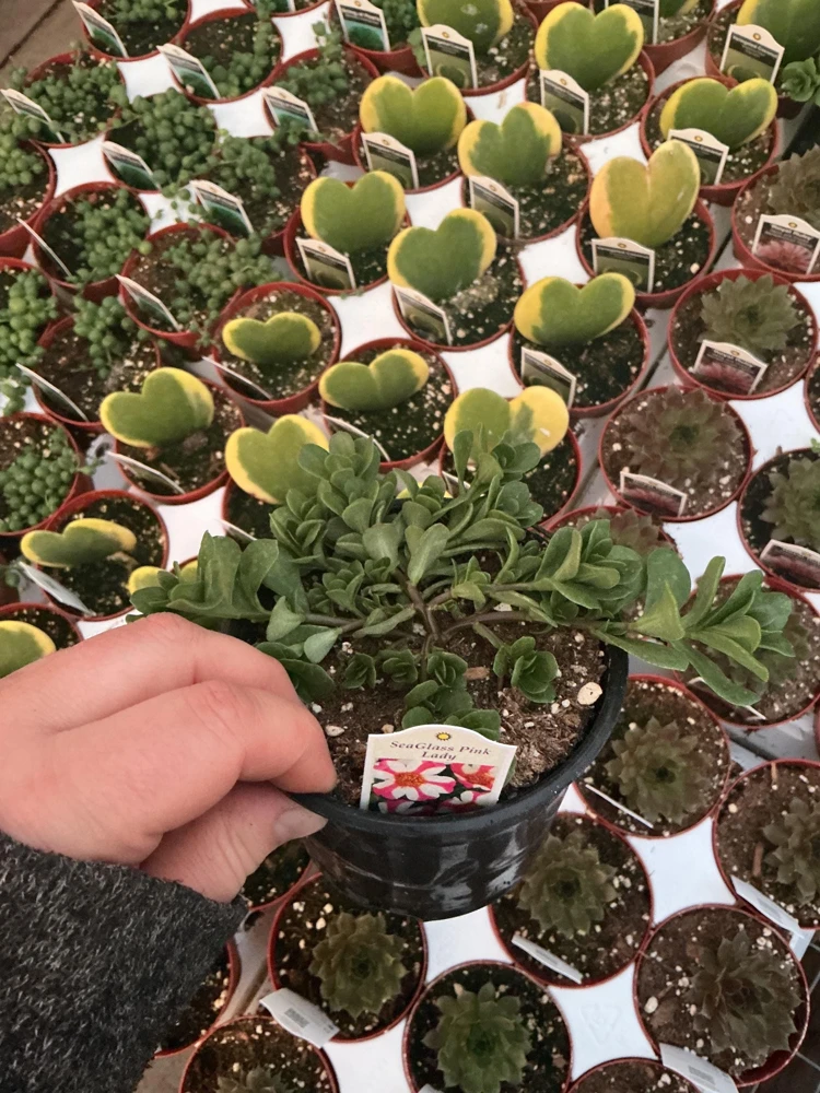 Portulaca 'Seaglass Pink Lady' Live Plant – 4.5 inch Pot – Outdoor Annual - Image 4