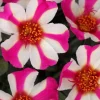 Portulaca 'Seaglass Pink Lady' Live Plant – 4.5 inch Pot – Outdoor Annual - Image 1