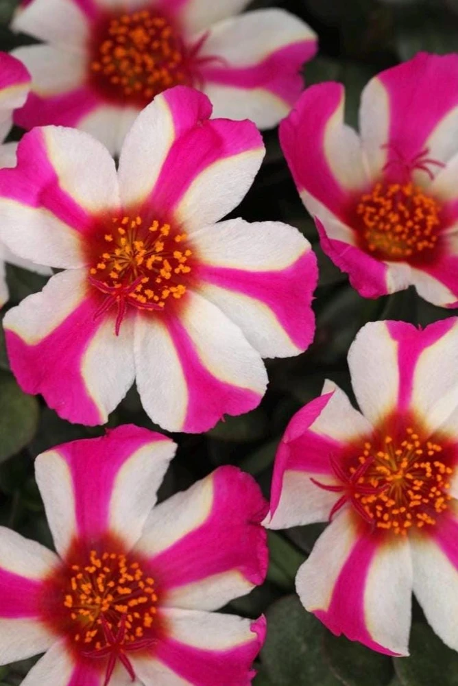Portulaca 'Seaglass Pink Lady' Live Plant – 4.5 inch Pot – Outdoor Annual - Image 1
