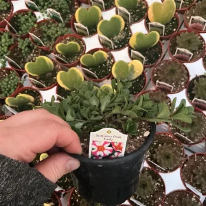 Portulaca 'Seaglass Pink Lady' Live Plant – 4.5 inch Pot – Outdoor Annual - Image 5